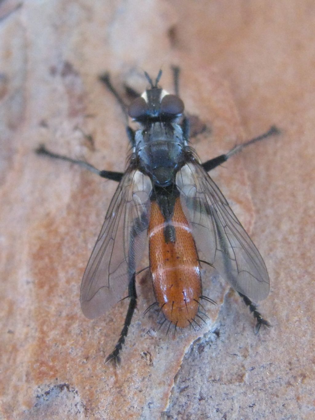 Da identificare (Toscana)
